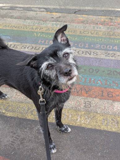 A small black terrier dog on a walk at Glasgow.