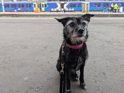 A small black terrier dog at Glasgow Queen Street Station.