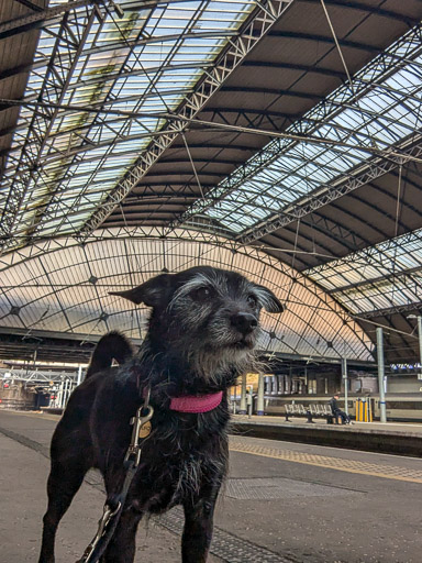 A small black terrier dog at Glasgow Queen Street Station.