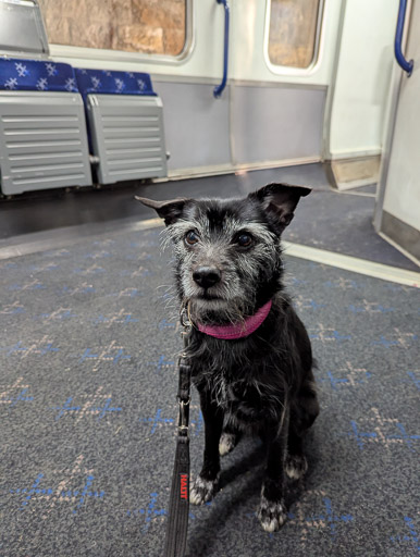 A small black terrier dog on a train between Glasgow Queen Street and Gilshochill.