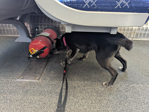 A small black terrier dog on a train between Glasgow Central and Bellshill.