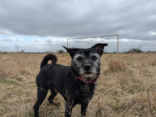 A small black terrier dog on a walk at Bellshill.