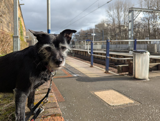 A small black terrier dog at Springburn Station.