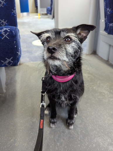 A small black terrier dog on a train between Anniesland and Partick.