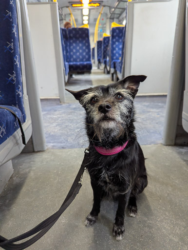 A small black terrier dog on a train between Partick and Glasgow Queen Street Ll.