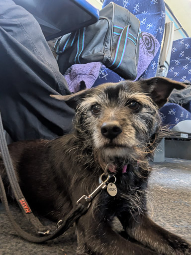 A small black terrier dog on a train between Glasgow Queen Street and Perth.