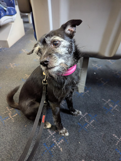 A small black terrier dog on a train between Perth and Pitlochry.