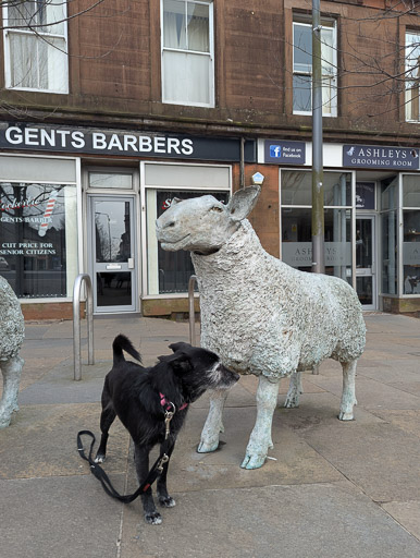 A small black terrier dog on a walk at Lockerbie.