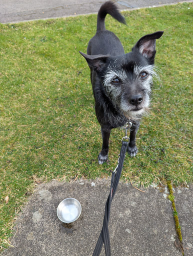 A small black terrier dog on a walk at Lockerbie.