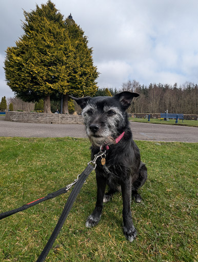 A small black terrier dog on a walk at Lockerbie.