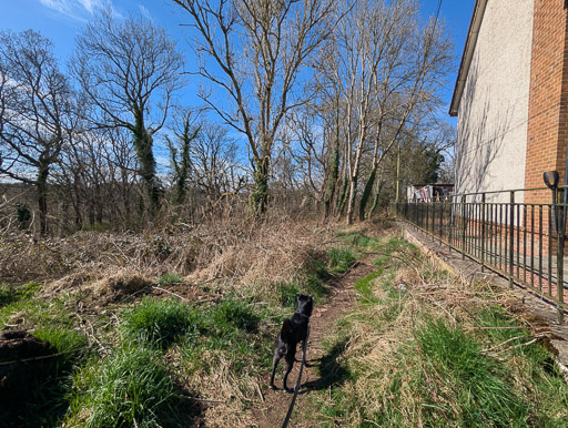 A small black terrier dog on a walk at Merryton.