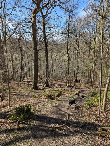 A small black terrier dog on a walk at Merryton.