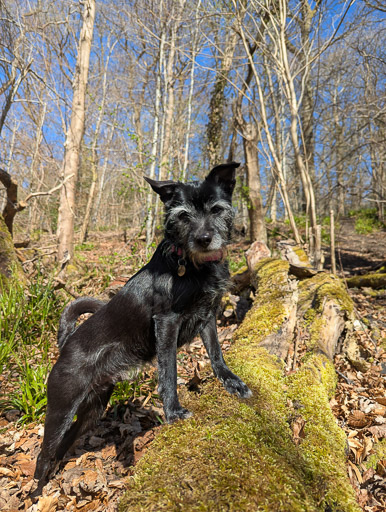 A small black terrier dog on a walk at Merryton.