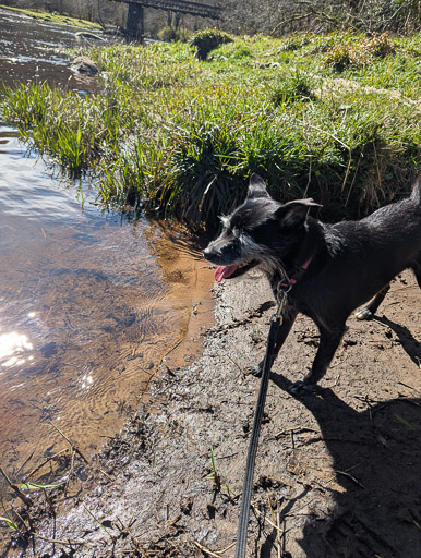 A small black terrier dog on a walk at Merryton.