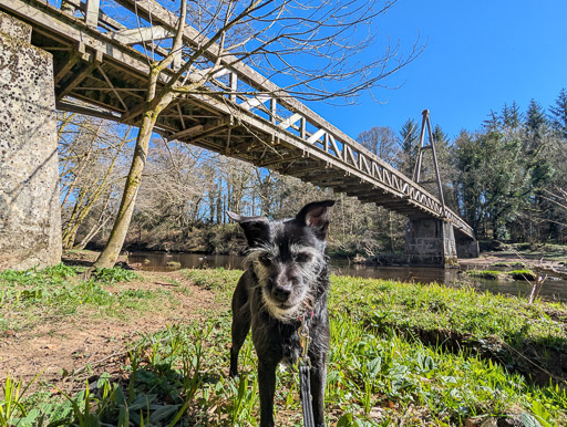 A small black terrier dog on a walk between Merryton and Chatelherault.