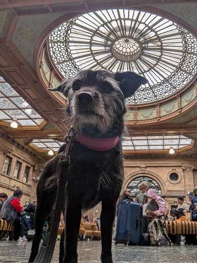 A small black terrier dog at Edinburgh Station.