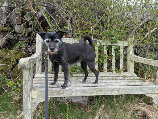 A small black terrier dog on a walk at Drem.