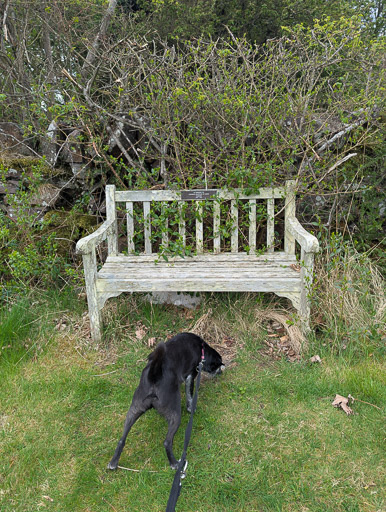 A small black terrier dog on a walk at Drem.