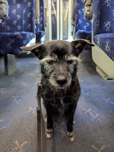 A small black terrier dog on a train between Invergowrie and Glasgow Queen Street.