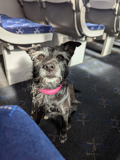 A small black terrier dog on a train between Glasgow Central and Kilmaurs.