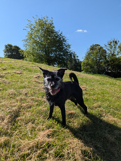 A small black terrier dog on a walk at Kilmaurs.