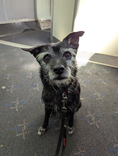 A small black terrier dog on a train between Kilmaurs and Kilmarnock.