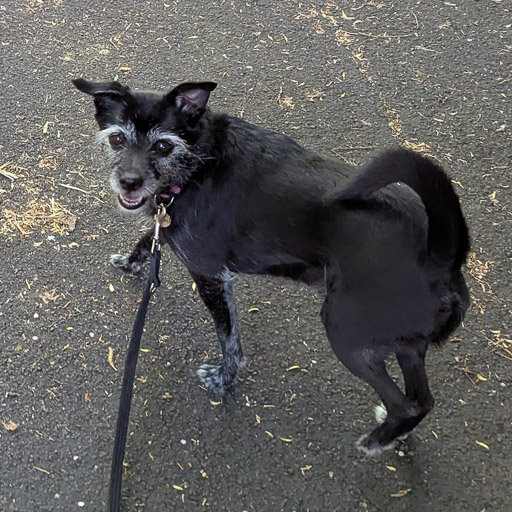 A small black terrier dog on a walk at Kilmarnock.