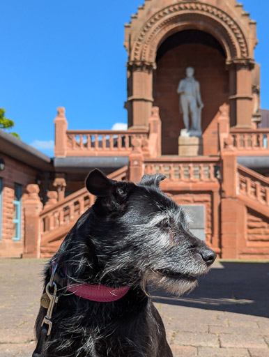 A small black terrier dog on a walk at Kilmarnock.