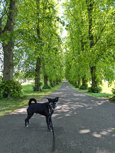 A small black terrier dog on a walk at Kilmarnock.