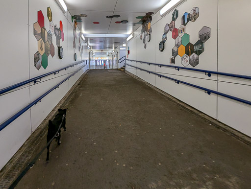 A small black terrier dog at Kilmarnock Station.