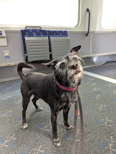 A small black terrier dog on a train between Kilmarnock and Troon.
