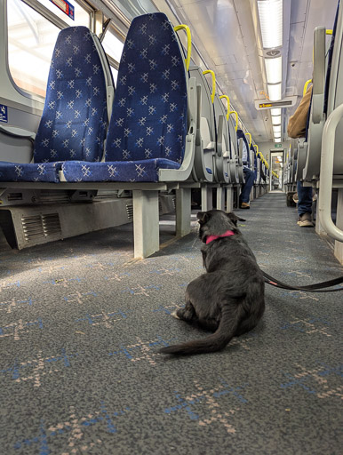 A small black terrier dog on a train between Kilmarnock and Troon.
