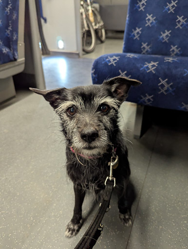 A small black terrier dog on a train between Glasgow Central (low level) and Hyndland.