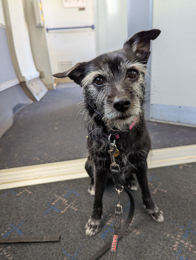 A small black terrier dog on a train between Anniesland and Maryhill.
