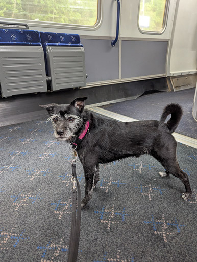 A small black terrier dog on a train between Gilshochill and Anniesland.