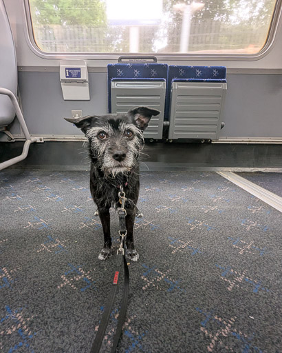 A small black terrier dog on a train between Anniesland and Glasgow Queen Street.