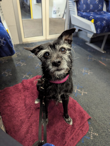 A small black terrier dog on a train between Glasgow Queen Street and Invergowrie.