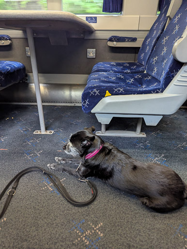 A small black terrier dog on a train between Glasgow Queen Street and Invergowrie.