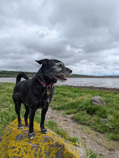 A small black terrier dog on a walk at Invergowrie.