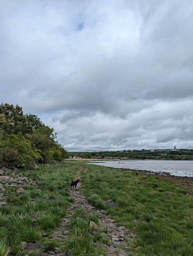 A small black terrier dog on a walk at Invergowrie.