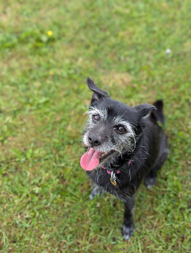 A small black terrier dog on a walk at Invergowrie.