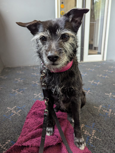 A small black terrier dog on a train between Invergowrie and Dundee.