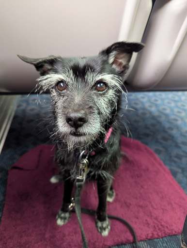 A small black terrier dog on a train between Dundee and Aberdeen.