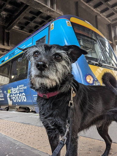 A small black terrier dog onboard 170407 at Aberdeen.