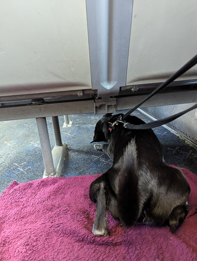 A small black terrier dog on a train between Aberdeen and Inverness Airport.