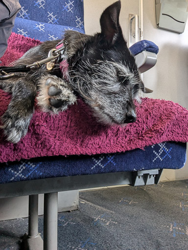 A small black terrier dog on a train between Aberdeen and Inverness Airport.