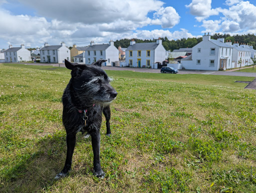 A small black terrier dog on a walk at Inverness Airport.