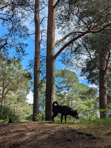 A small black terrier dog on a walk at Inverness Airport.