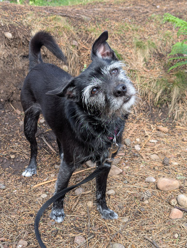 A small black terrier dog on a walk at Inverness Airport.