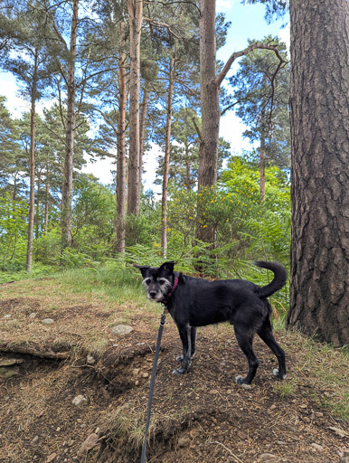 A small black terrier dog on a walk at Inverness Airport.